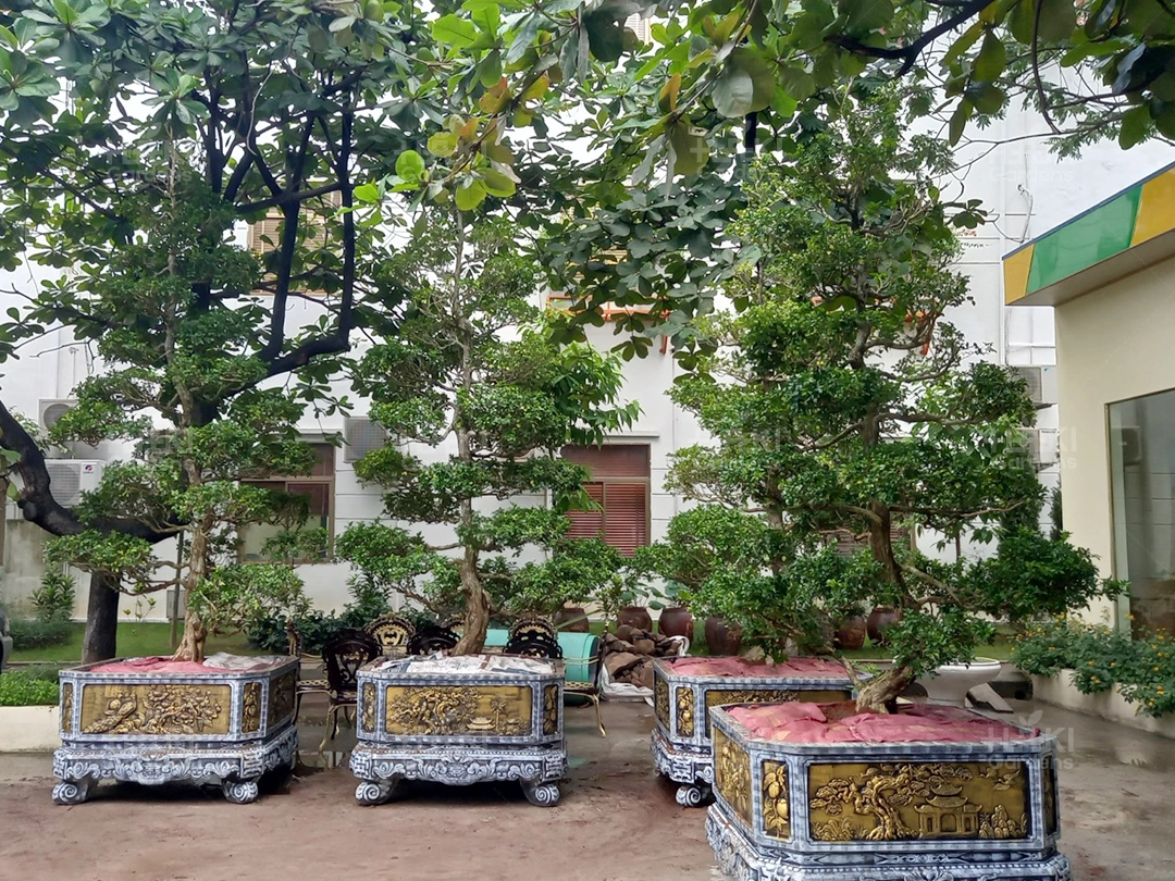 Sân vườn trở nên xanh hơn khi có chậu cây từ Haki