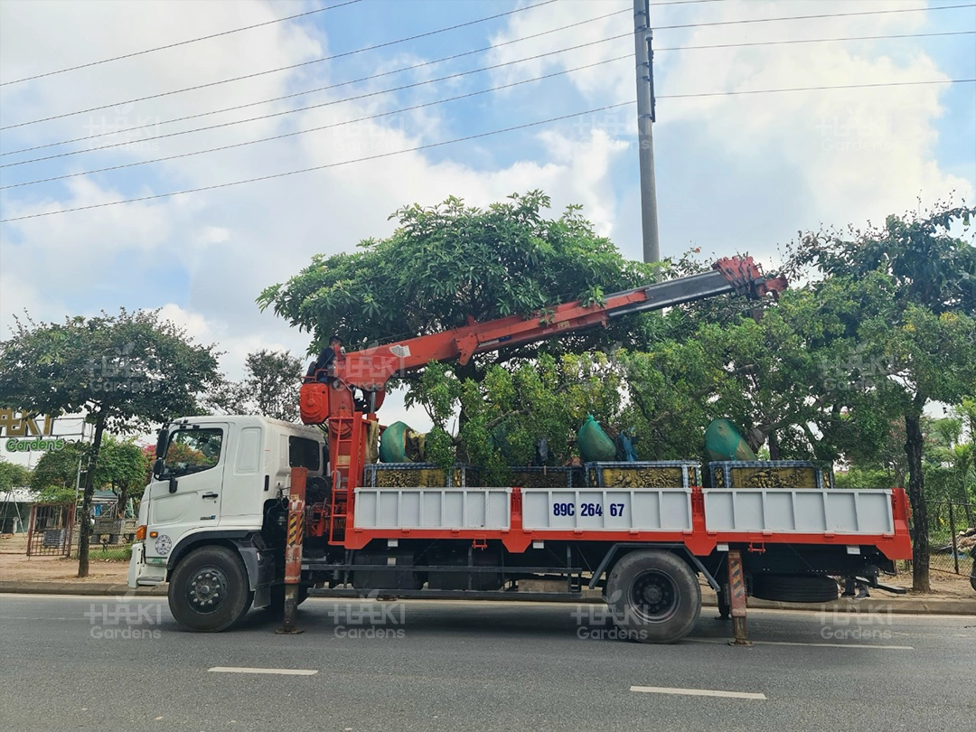 Xe tải đã sẵn sàng cho quá trình vận chuyển cây