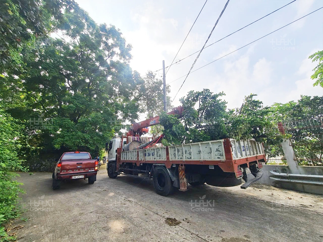 Haki chuẩn bị cây cho việc thi công
