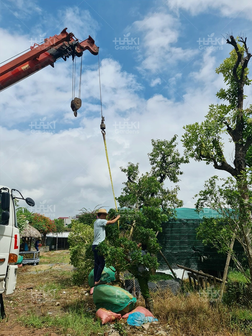 Cây đã vào đúng vị trí đánh dấu