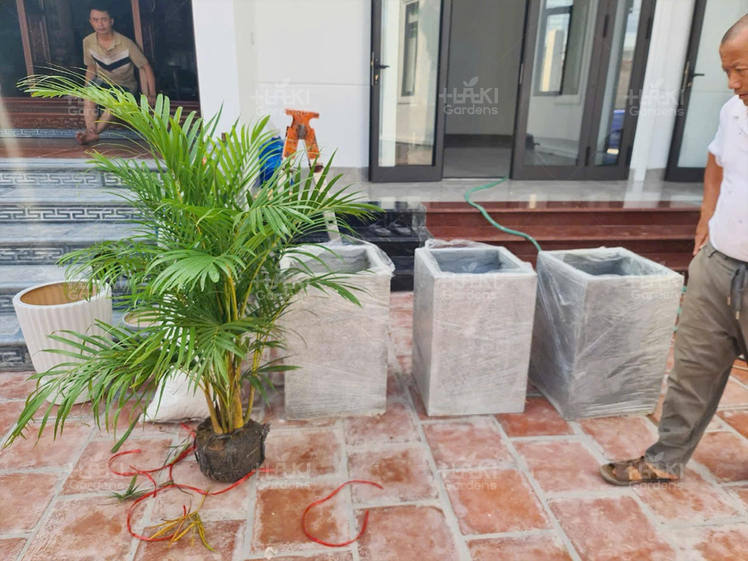 Cây xanh được Haki vận chuyển đến nhà anh Jimy