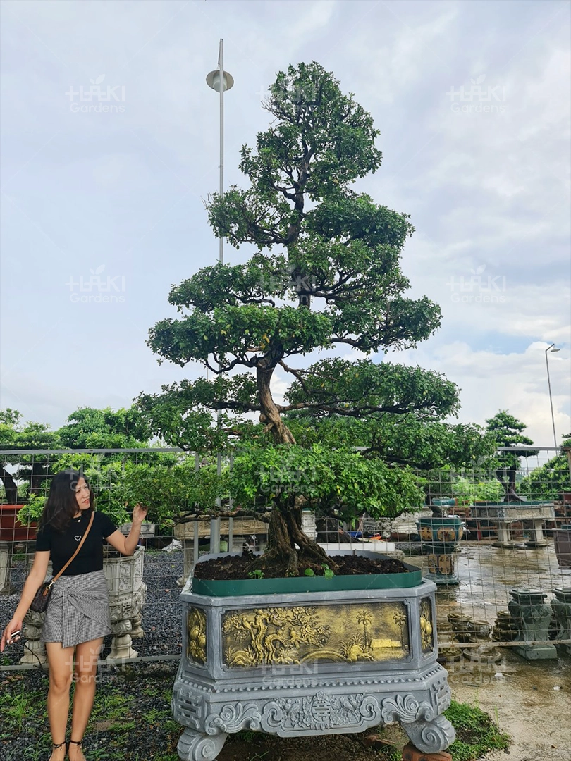 Chậu cây to đẹp chỉ có tại Haki