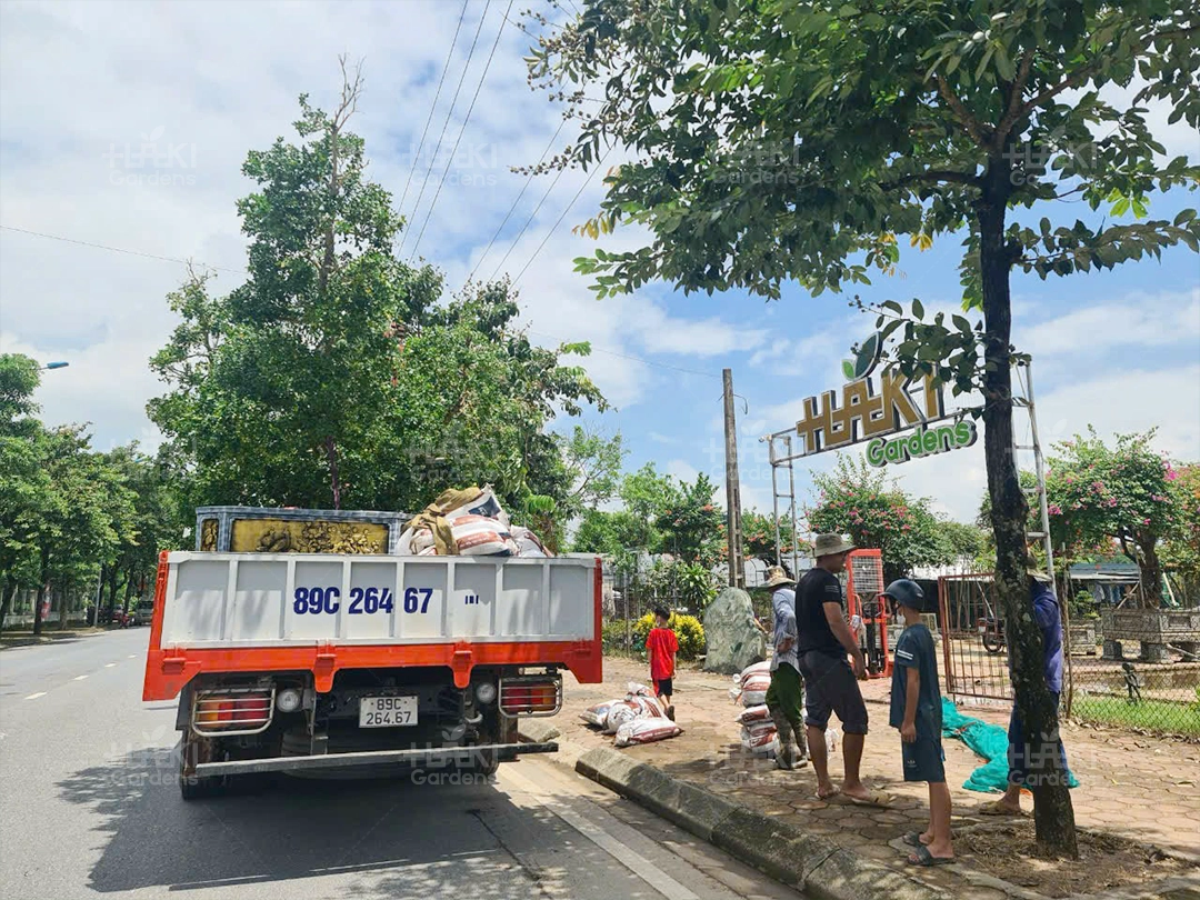 Chuẩn bị đưa cây từ Haki đến Thái Bình