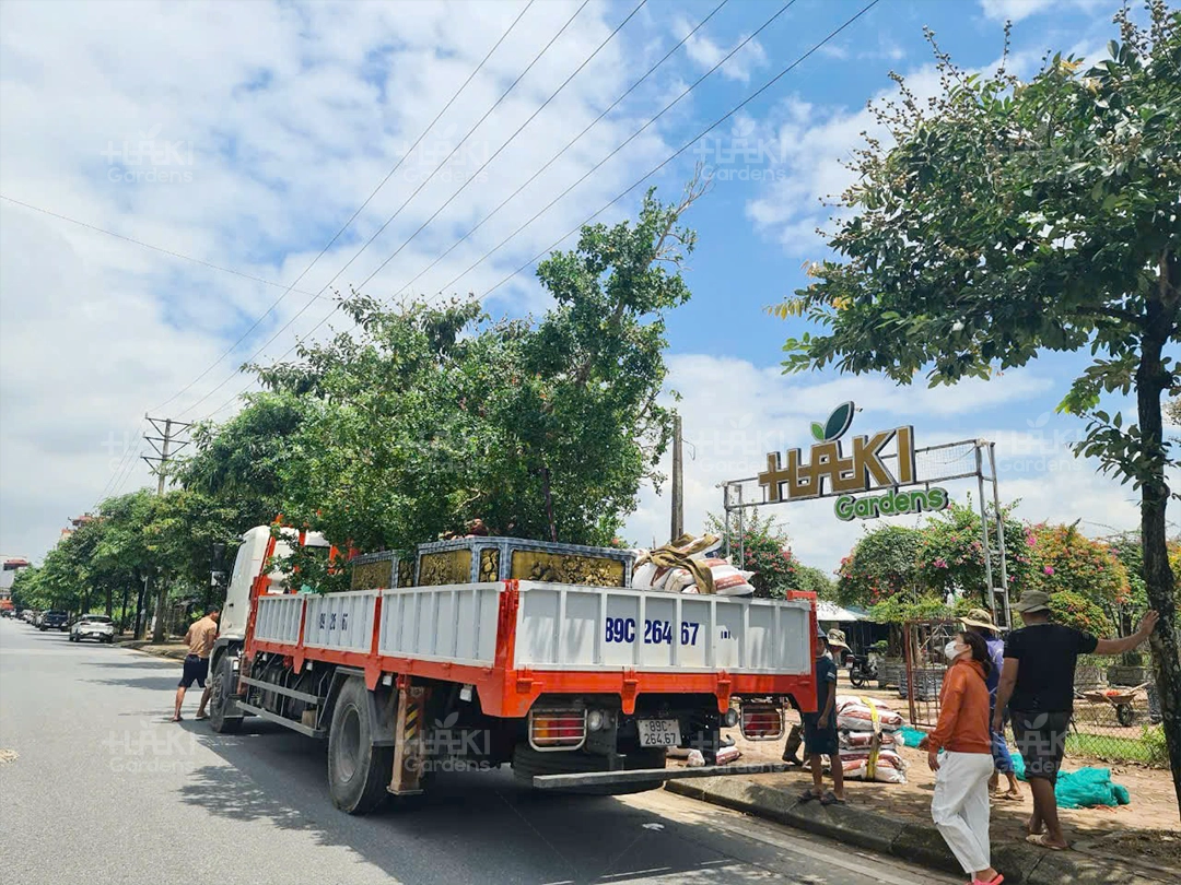 Chuẩn bị đưa cây từ vườn ra Thái Bình