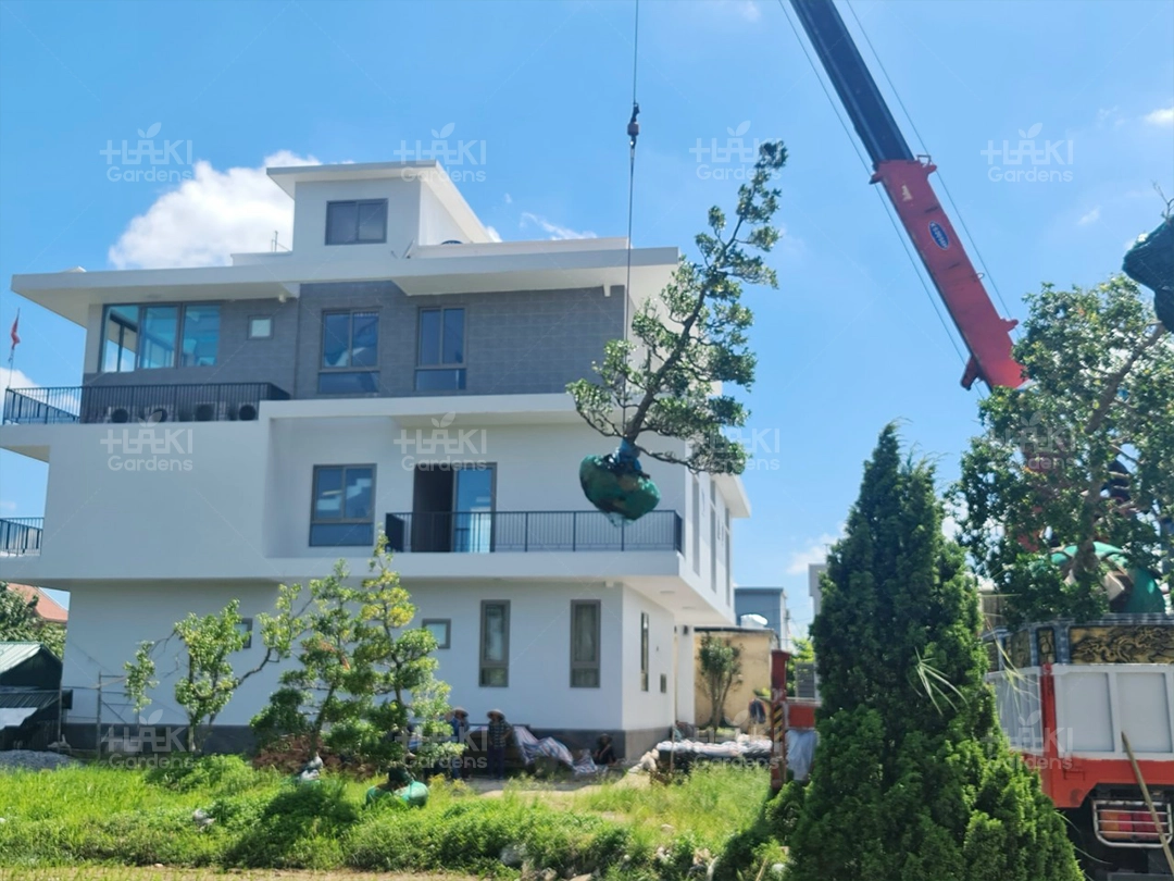 Đặt cây vào đúng vị trí đánh dấu
