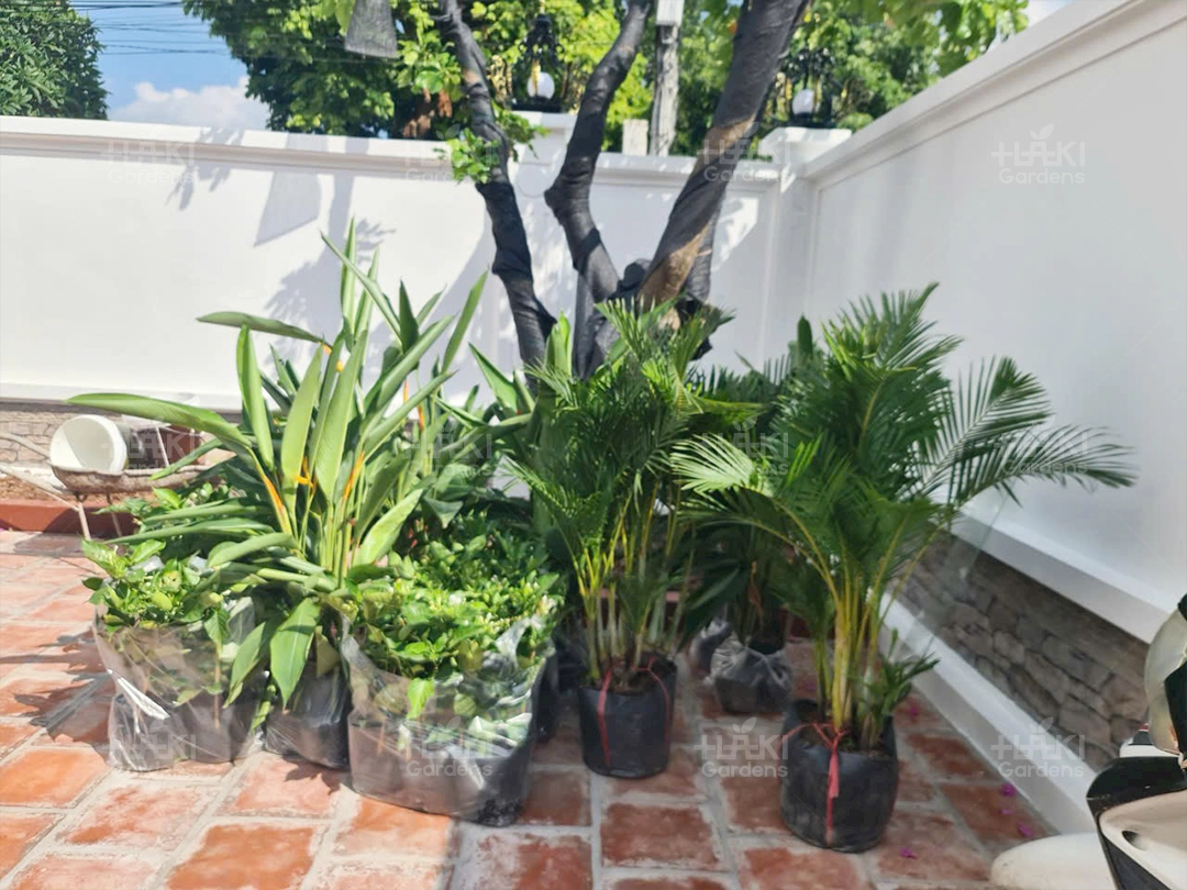 Tất cả cây xanh đã cập bến tại nhà gia chủ