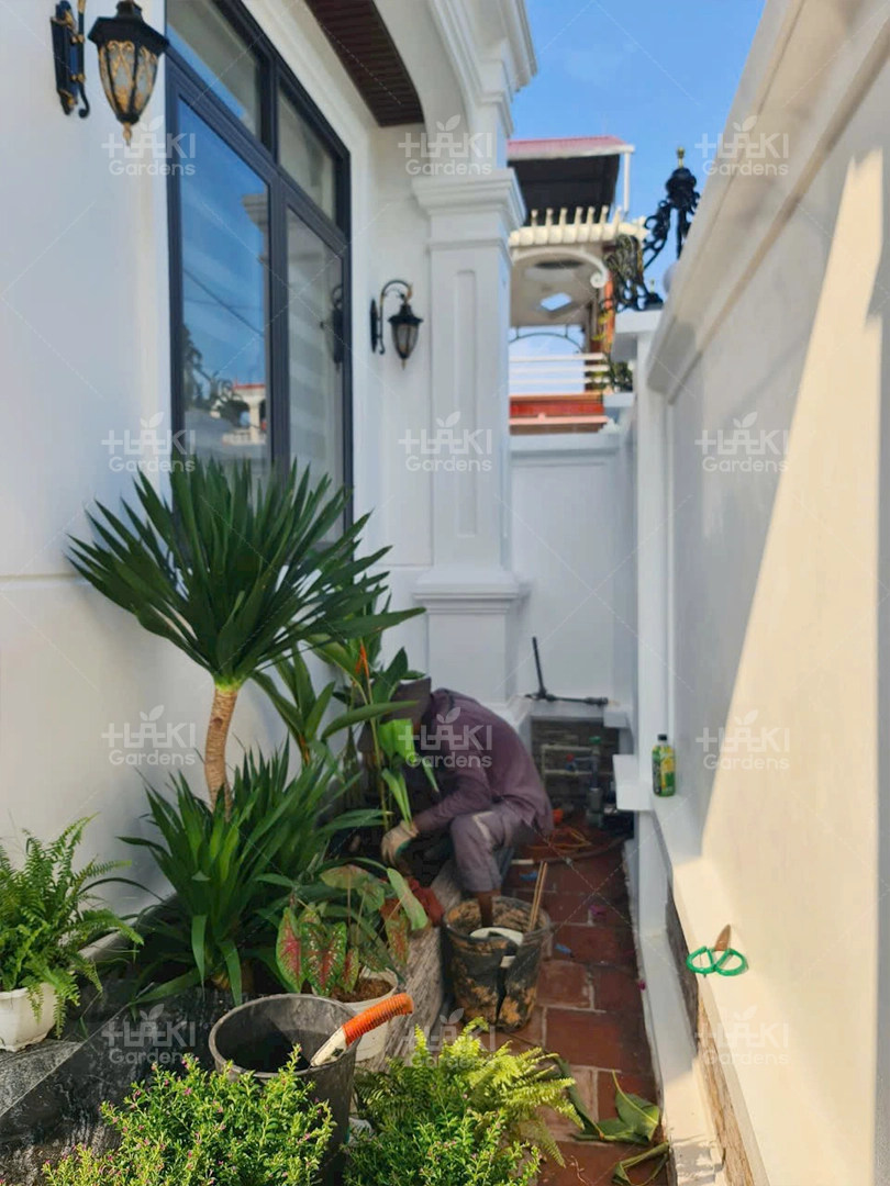 Thi công sân vườn anh Jimy