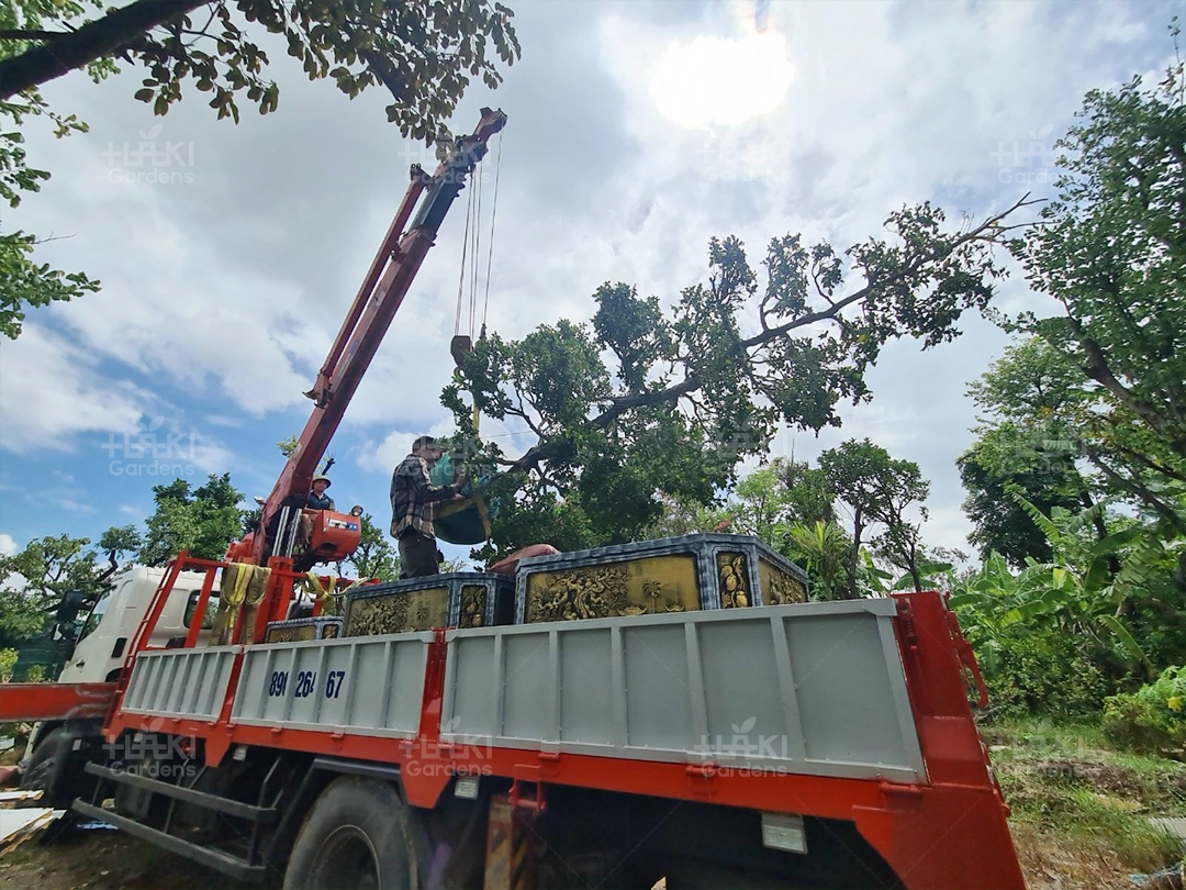 Tiến hành nâng hạ cây