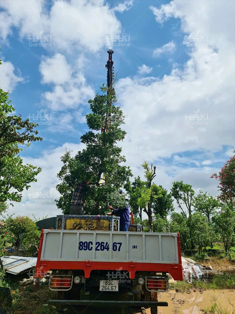 Treo dây móc vào chậu cây