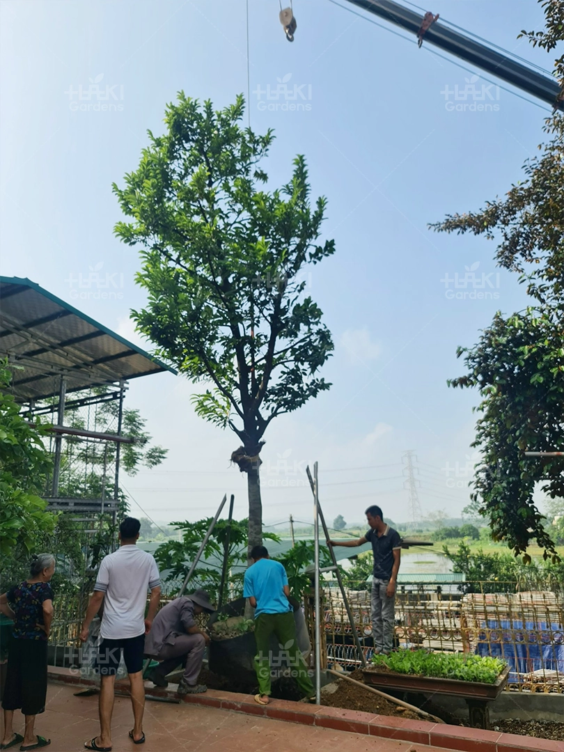 Điều chỉnh cho phù hợp với vị trí