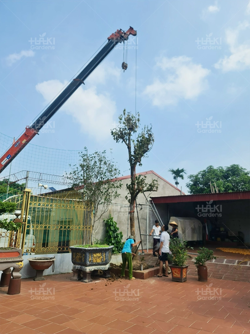 Đội ngũ Haki tiến hành trồng cây