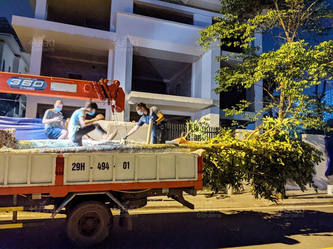 Haki vận chuyển cây đến đêm