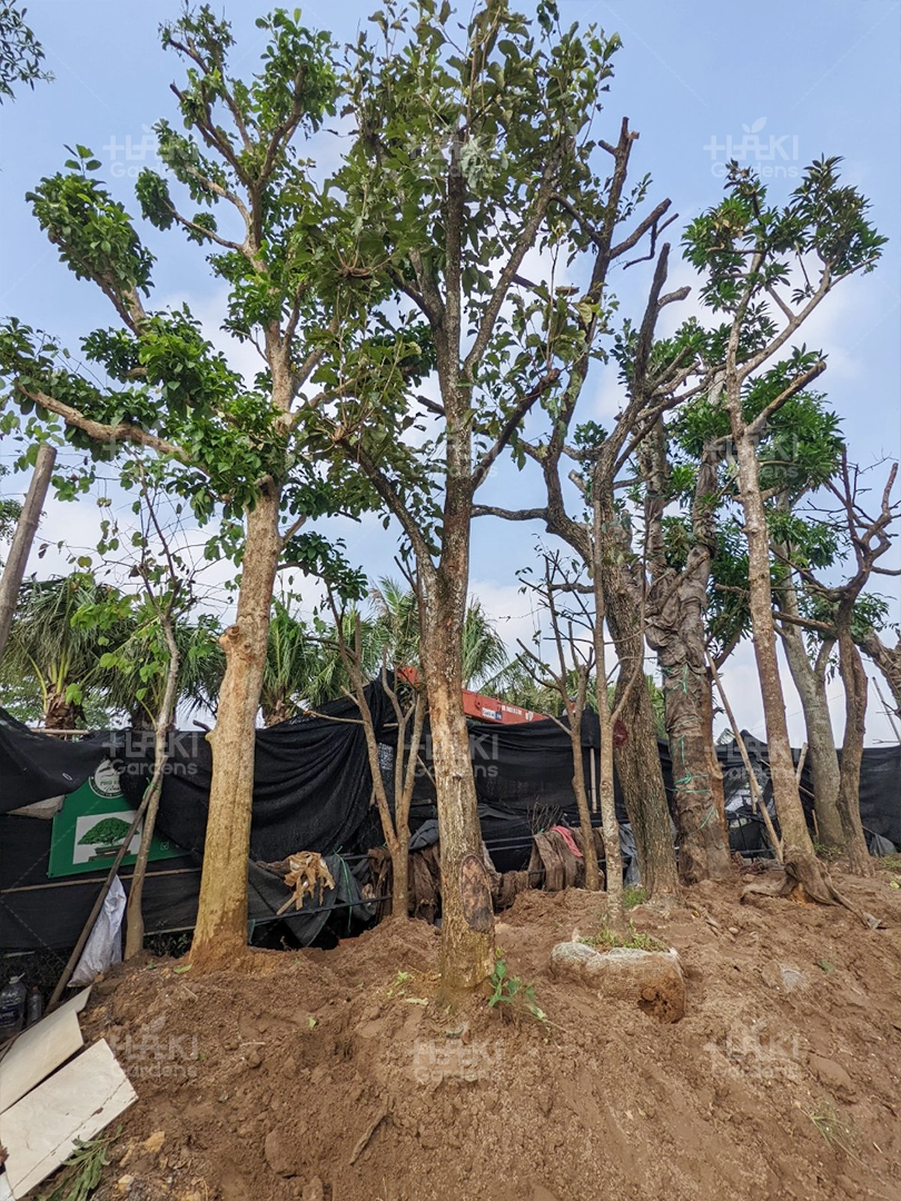 Nghiệm thu và bàn giao cho khách hàng