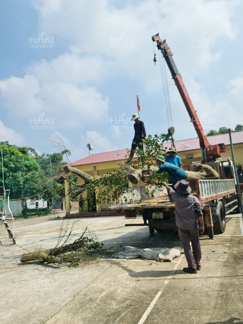 Vận chuyển cây và chuẩn bị vật liệu cần thiết