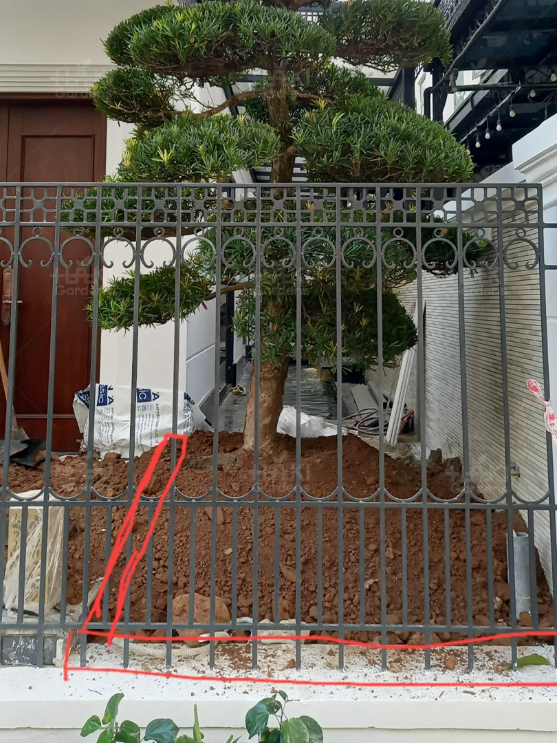 Ý tưởng Tùng la hán