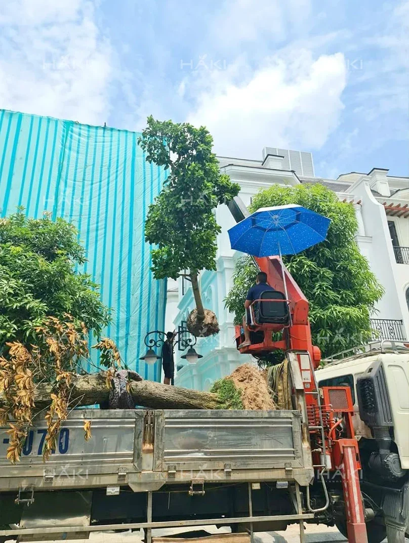 trồng cây cảnh