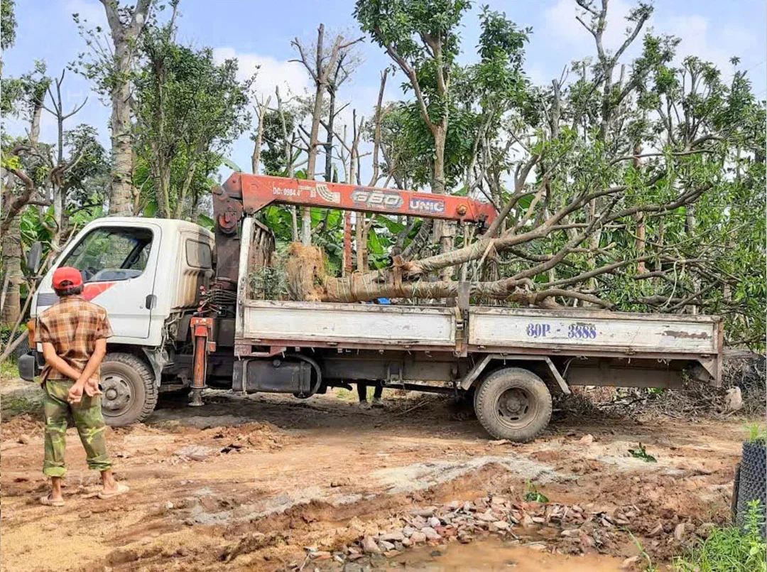 vận chuyển cây công trình