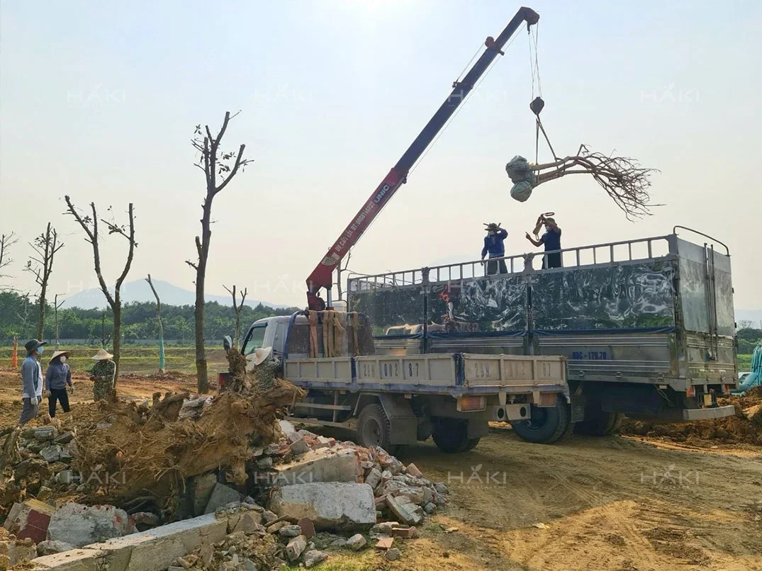 vận chuyển cây công trình