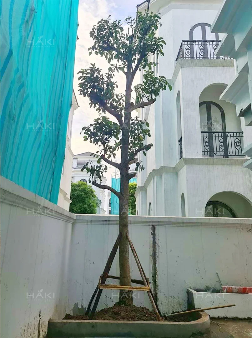 Cây bưởi trồng sân vườn
