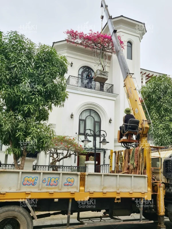 Đánh chuyển hoa giấy vào ban công cho khách