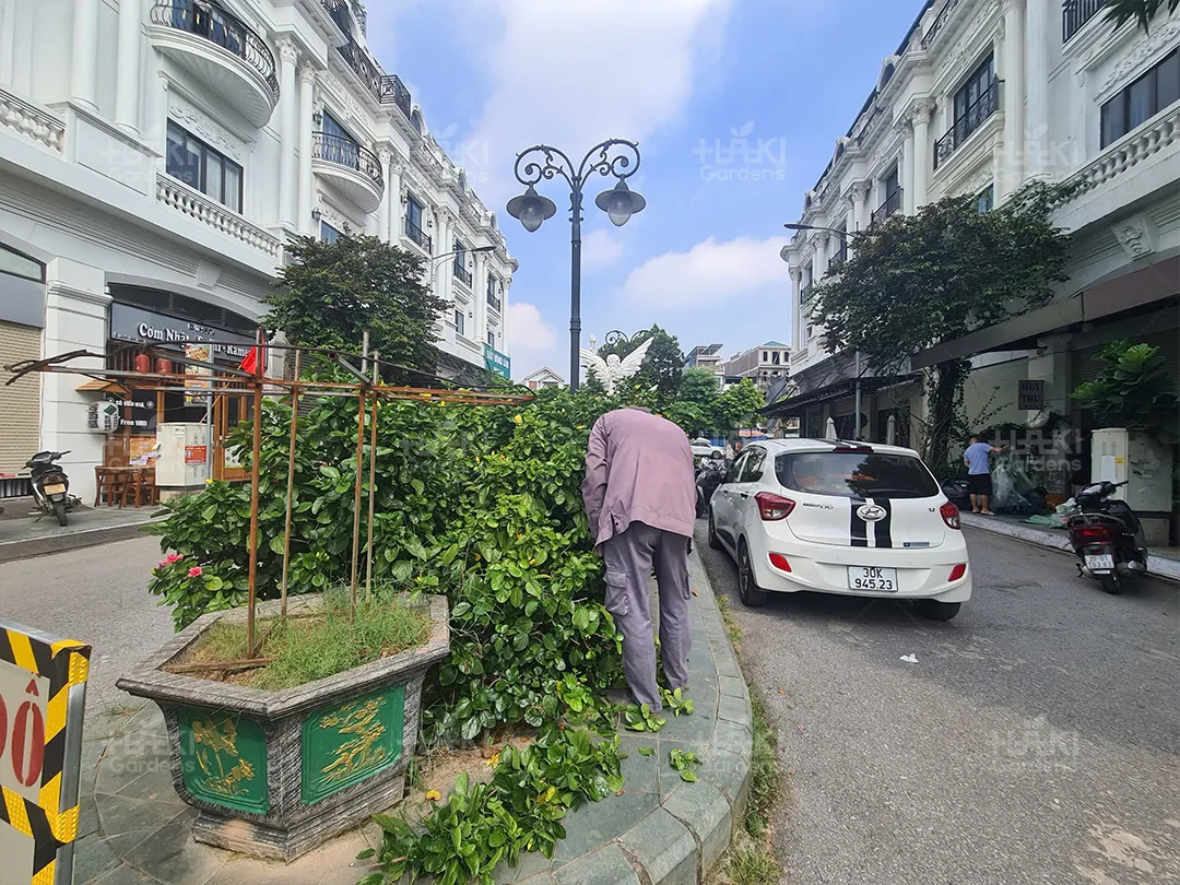 Chăm sóc cây xanh cảnh quan đô thị giúp duy trì mỹ quan, nâng cao đời sống người dân tại đây