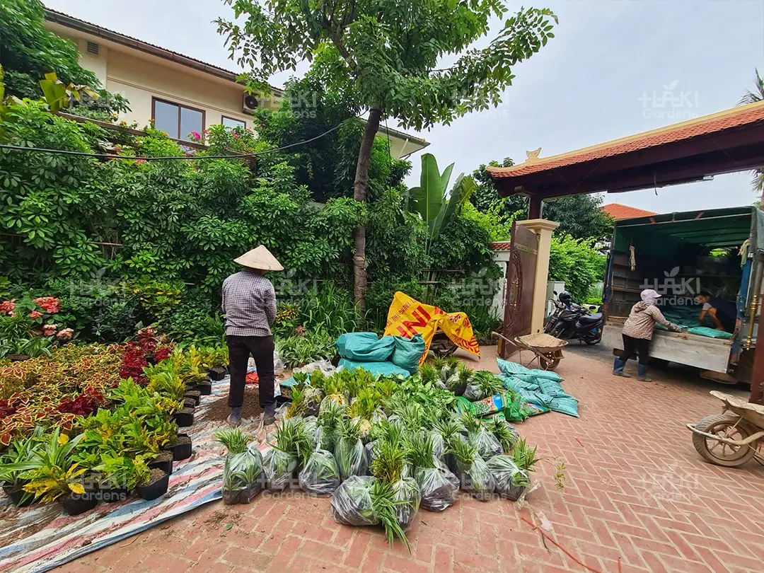 Đội ngũ Haki chuẩn bị các khóm cây trồng