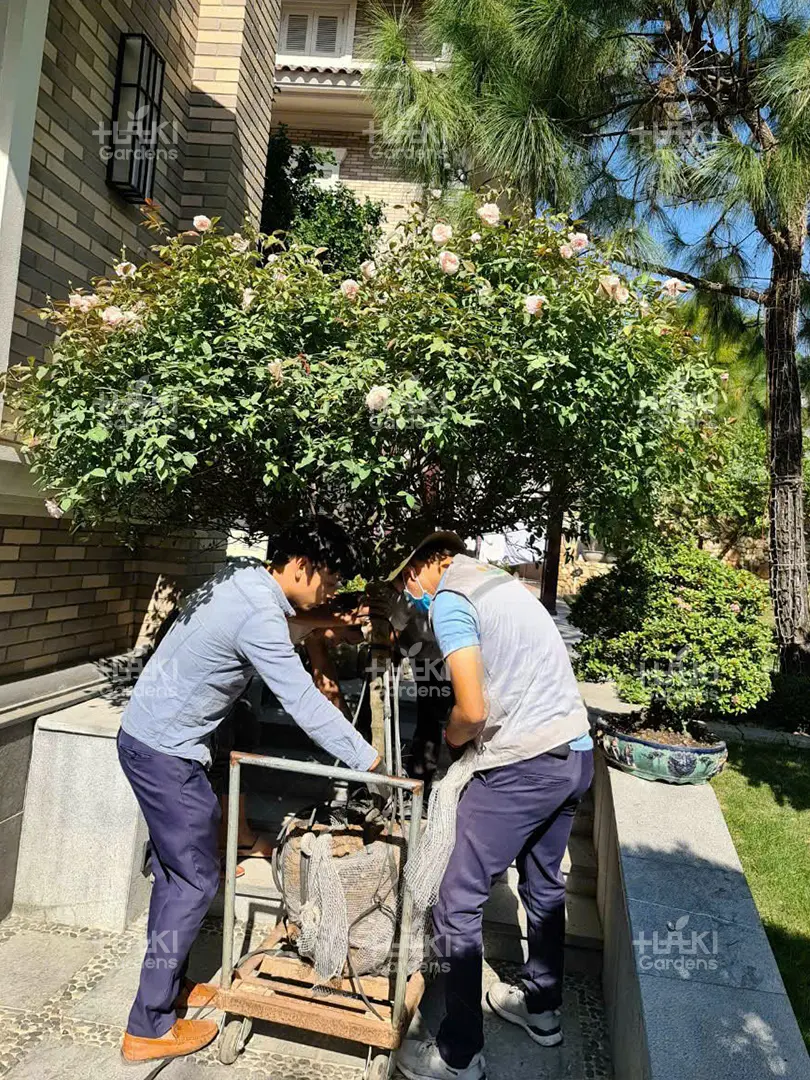 hoa hồng trồng sân vườn