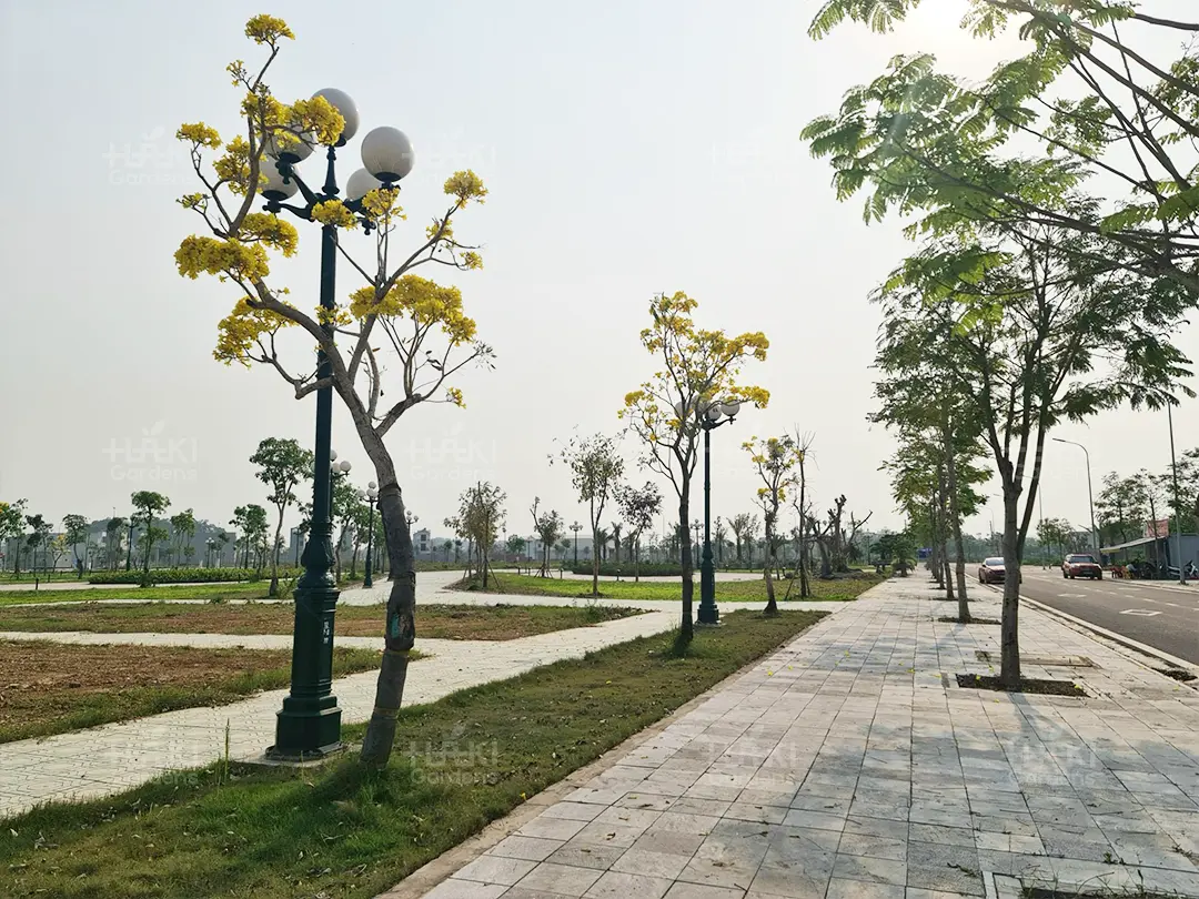 hoa phong linh