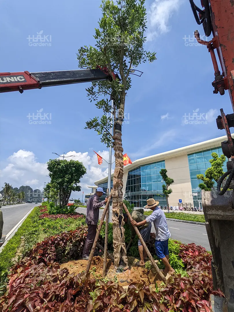 Hàng cây Chuông Vàng được Haki thi công.