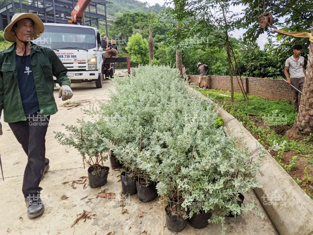 Loạt cây nhỏ xinh được chuẩn bị để trồng hai bên lối đi.