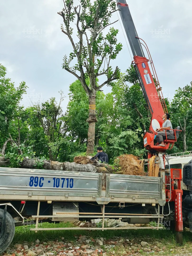 Dịch vụ vận chuyển cây xanh kích thước lớn bằng xe cẩu chuyên dụng