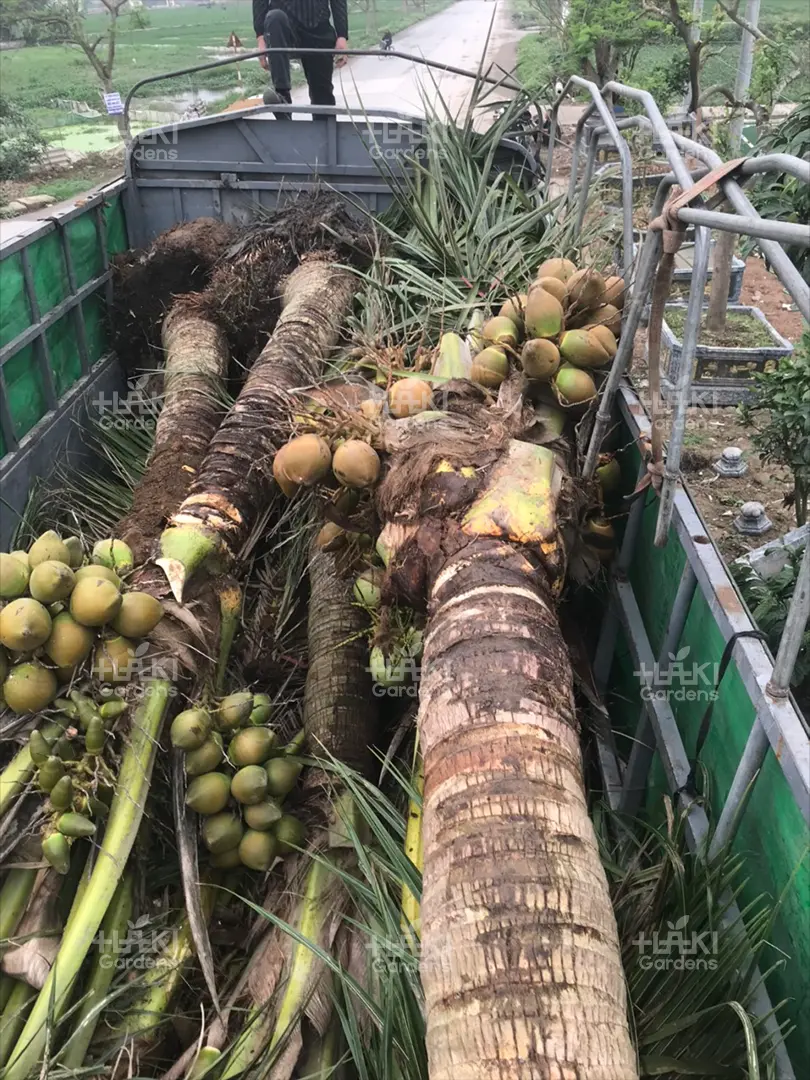 Những cây dừa lớn, trĩu quả được mang đến.
