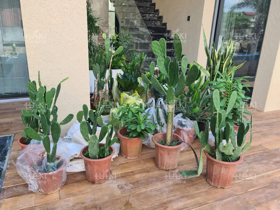 Những loại cây được chuẩn bị cho sân vườn khô.