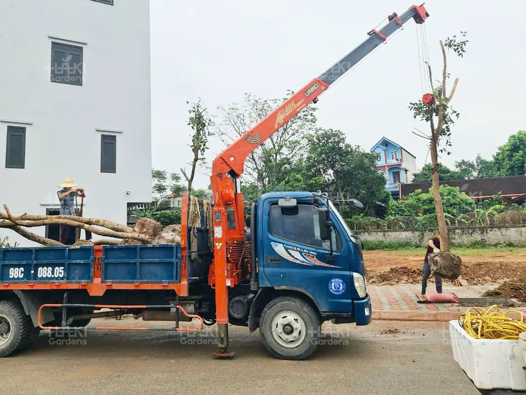 Xe cẩu giúp việc trồng cây lớn dễ dàng hơn.