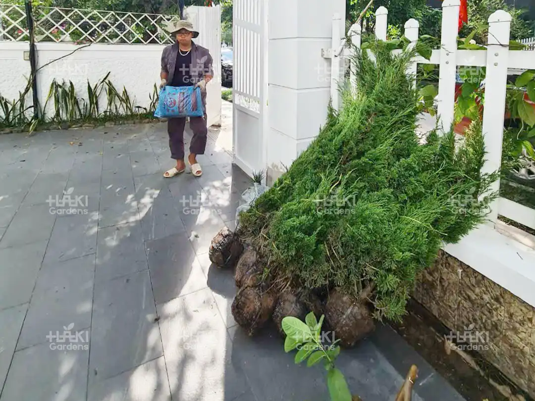 Các chậu cây thông được chuẩn bị