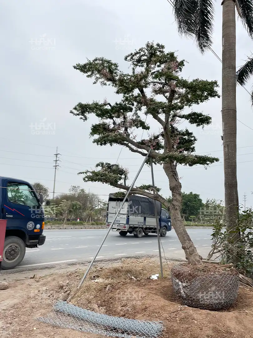 Cây Phụng Hồng Tài trồng đất
