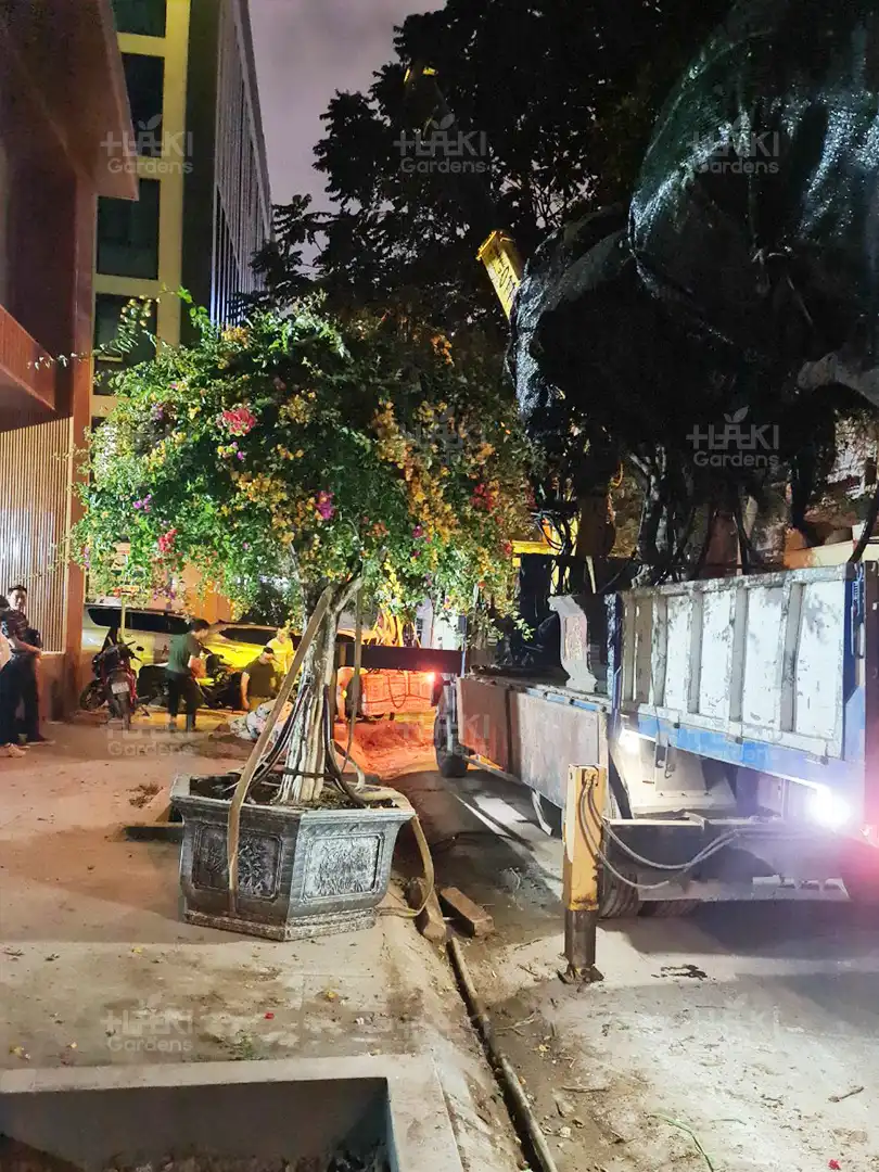 Cây hoa giấy lớn được chuẩn bị