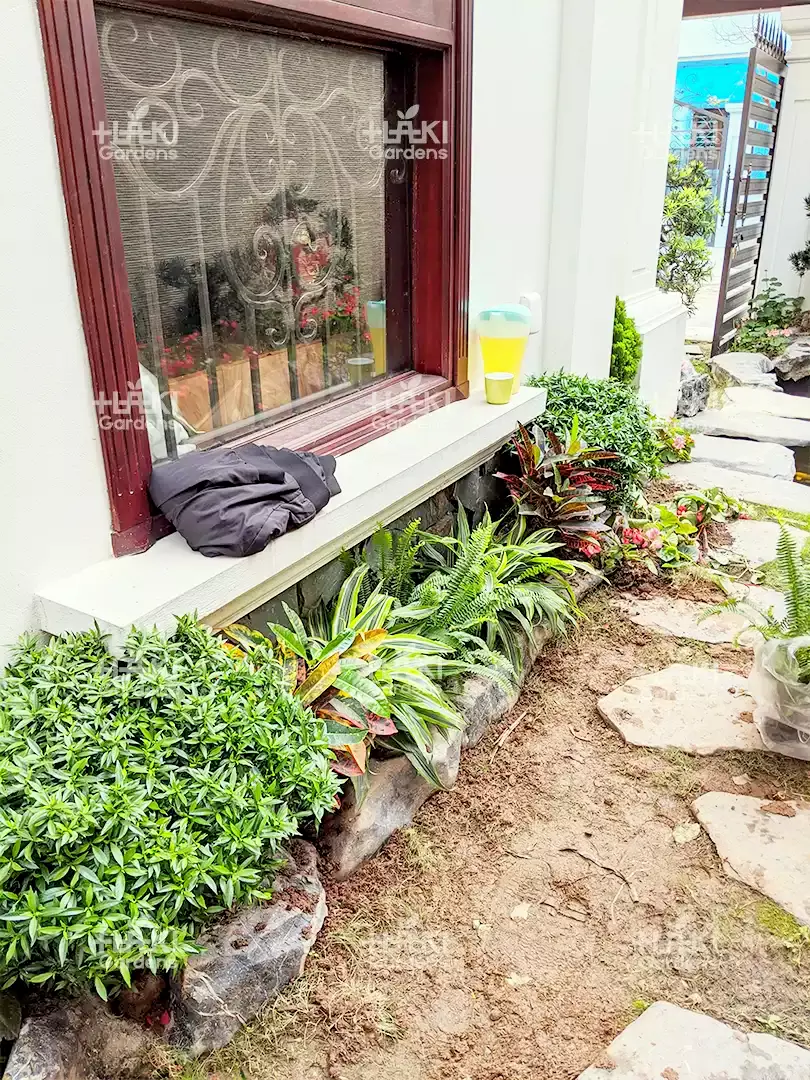 Chuẩn bị trải thảm cỏ