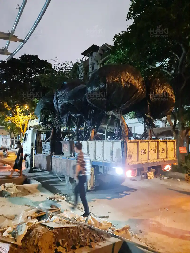 Dàn cây hoa giấy được chuẩn bị.