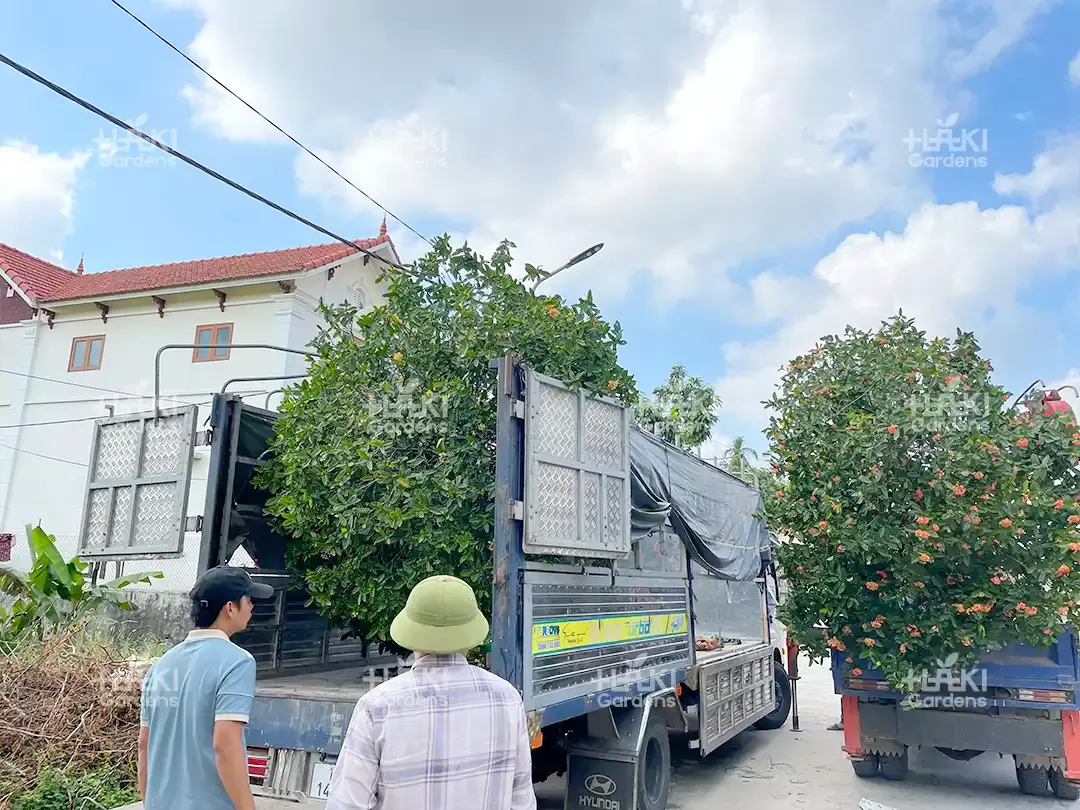 Hai cây Mẫu Đơn được vận chuyển cẩn thận