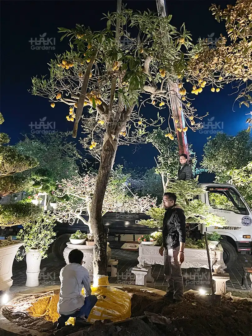 Haki thực hiện trồng cây
