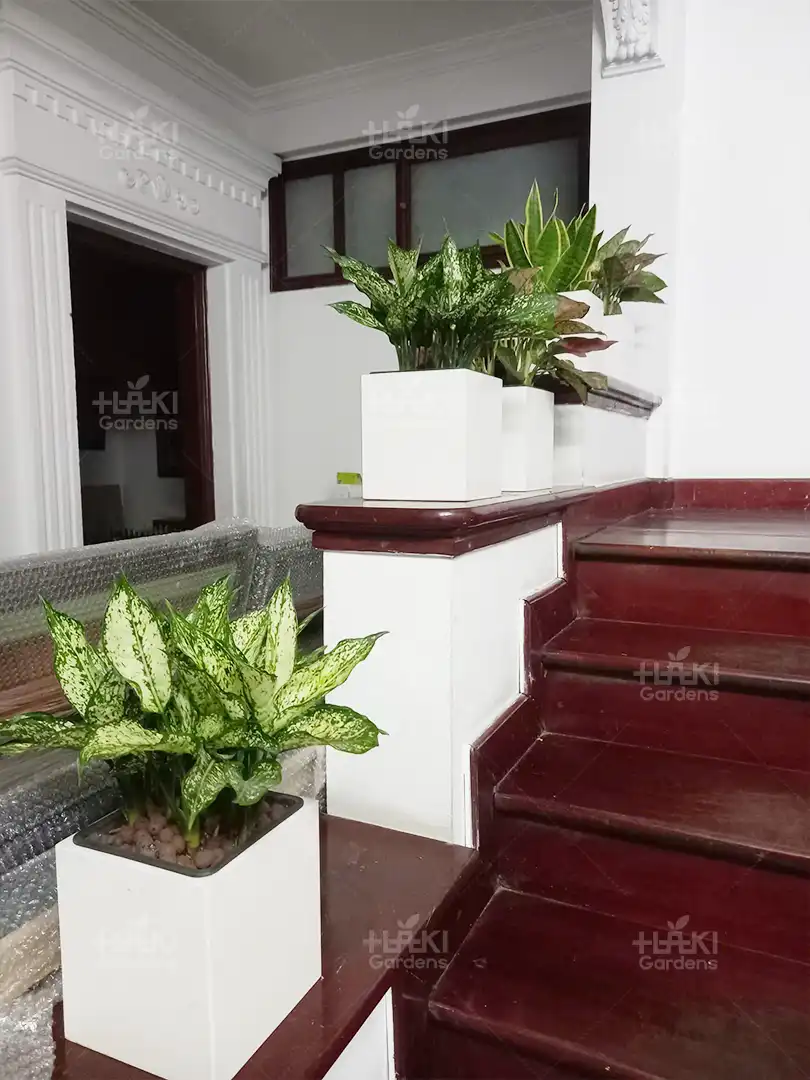 Lối lên xanh mát