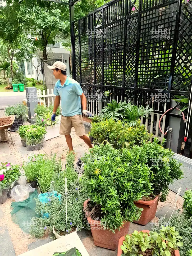 Rất nhiều loại cây xanh được chuẩn bị