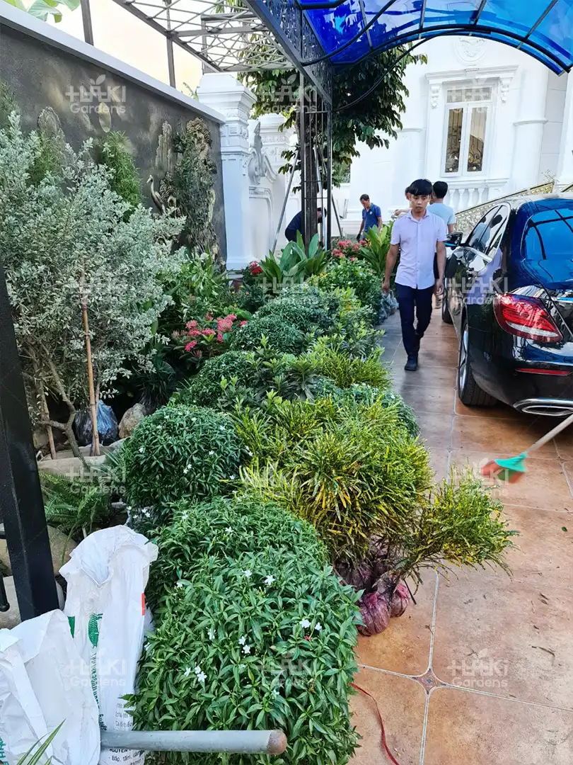 Số lượng lớn cây được chuẩn bị 2