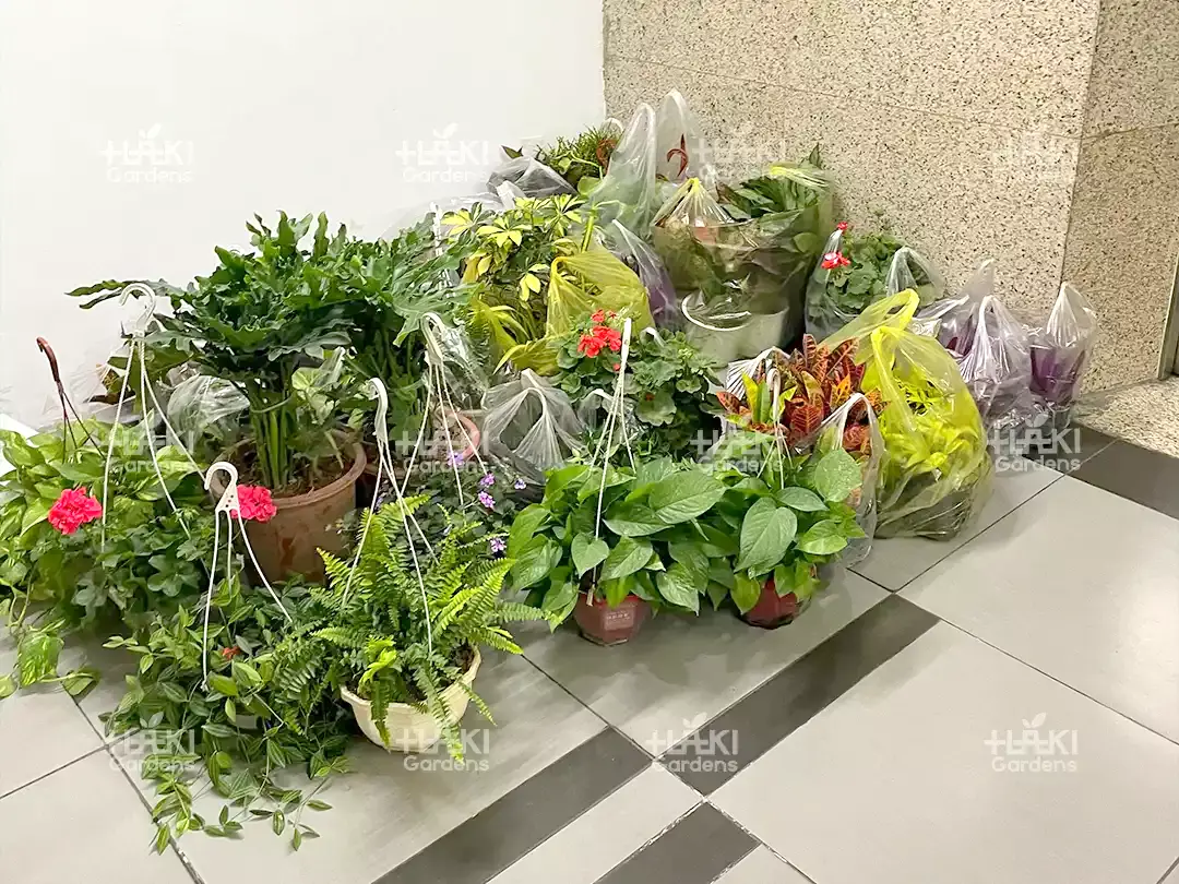 Các chậu cây xinh xắn được chuẩn bị