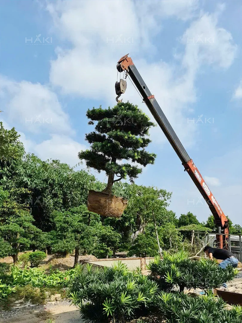 Cẩu thi công cây tùng la hán.