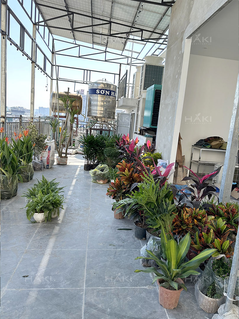 cây xanh