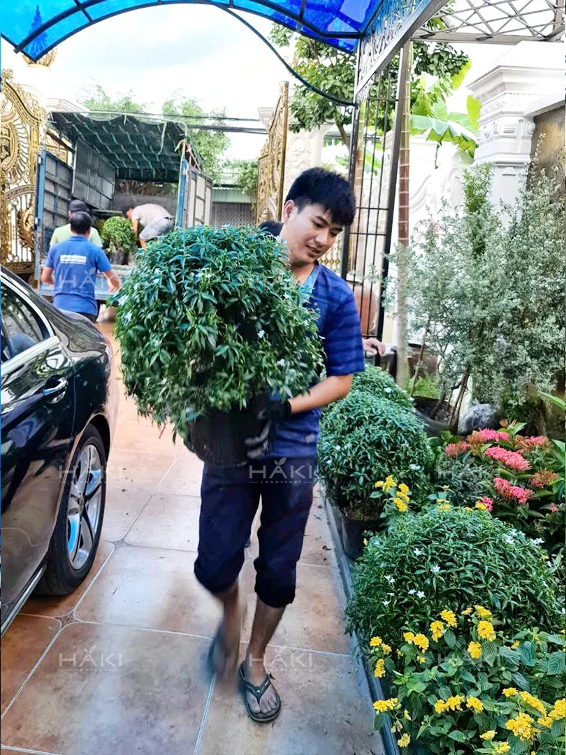 Cây mai vạn phúc trồng trong cảnh quan sân vườn.