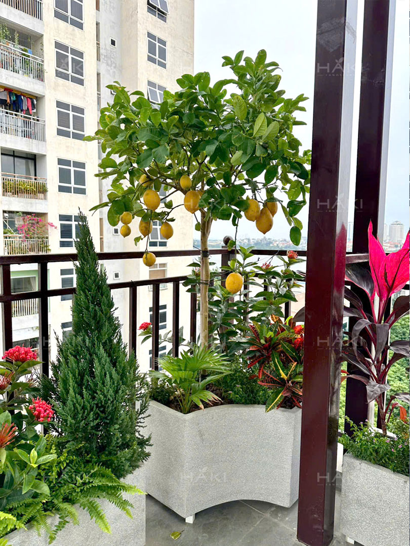 cây sân vườn