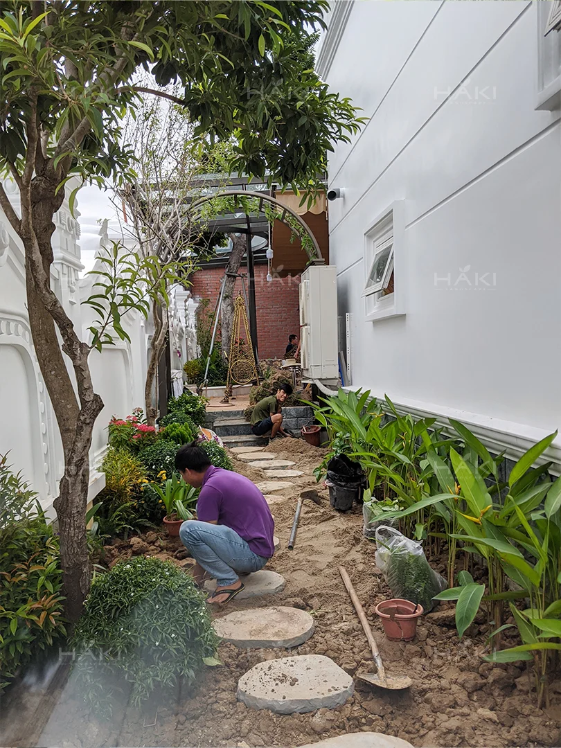 Thiên điểu trồng hàng rào.